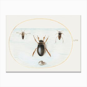 Diving Beetle And Backswimmer (1575–1580), Joris Hoefnagel Canvas Print
