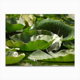 Lotus Leaves Canvas Print