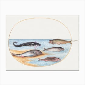 Five Fish, Including Carp (1575–1580), Joris Hoefnagel Canvas Print