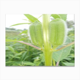 sesame fruit photography design Canvas Print