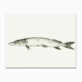 Pike, With Two Notches, Jean Bernard Canvas Print