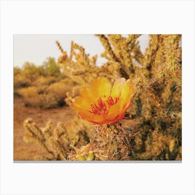 Blooming Cactus Flower Canvas Print