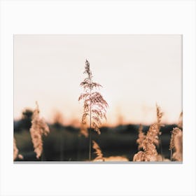 Sunset Pampas Canvas Print