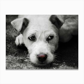 A Dog's Life Canvas Print