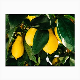 Amalfi Coast Lemons Canvas Print