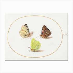 Common Brimstone, Red Admiral, And White Butterflies (1575–1580), Joris Hoefnagel Canvas Print