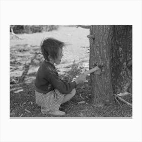 Josie Caudill Getting Resin From Pinon Tree For Chewing Gum, Pie Town, New Mexico By Russell Lee Canvas Print