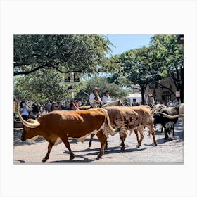 Texas Cattle Drive - Downtown Fort Worth Texas Canvas Print