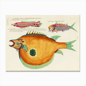 Colourful And Surreal Illustrations Of Fishes Found In Moluccas (Indonesia) And The East Indies, Louis Renard(80) Canvas Print
