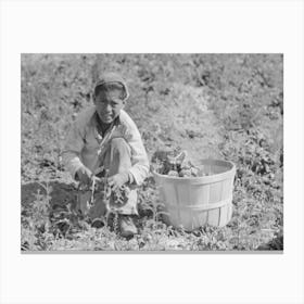 Untitled Photo, Possibly Related To Mexican Spinach Cutter Inspecting Spinach For Dead Leaves, La Pryor Canvas Print