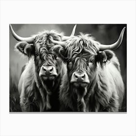 Highland Cows 4 Canvas Print