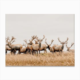 Herd Of Elk Canvas Print