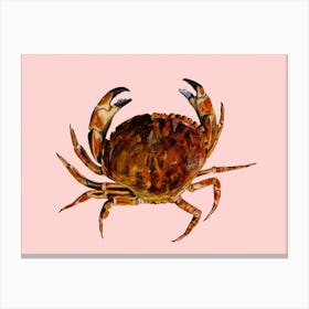 Crab On Pink Canvas Print