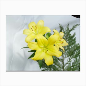 Three Asiatic lilies 1 Canvas Print