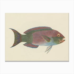 Unidentified Fish, Luigi Balugani (10) Canvas Print