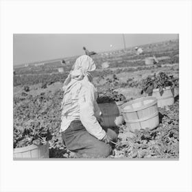 Untitled Photo, Possibly Related To Loading Baskets Of Spinach Onto Truck In Fields, La Pryor, Texas By Russell Lee Canvas Print