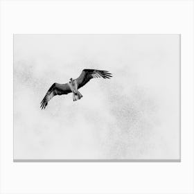 Osprey In Flight, Black and White Canvas Print