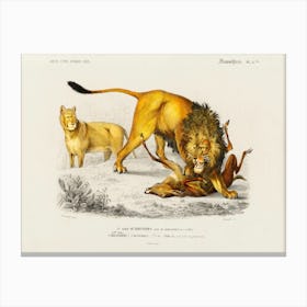 Lion (Panthera Leo), Charles Dessalines D'Orbigny Canvas Print