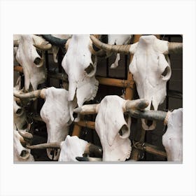 Cow Skulls Canvas Print