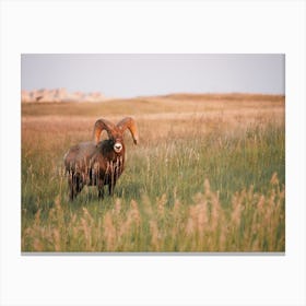 Desert Bighorn Sheep Canvas Print