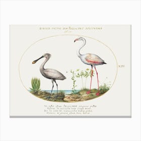 Spoonbill Crane And Flamingo (1575–1580), Joris Hoefnagel Canvas Print