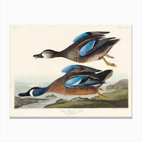 Blue Winged Teal, Birds Of America, John James Audubon Canvas Print