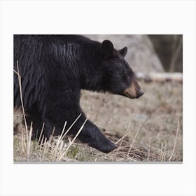 Rustic Black Bear Canvas Print