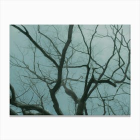 Bare Tree Branches In The Fog Canvas Print