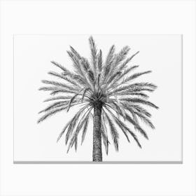 Palm In Sicily, Italy Canvas Print