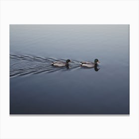 Ducks Swimming Canvas Print