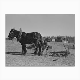 Untitled Photo, Possibly Related To Son Of Pomp Hall, Tenant Farmer, Going To Work The Field With A Spike Tooth Harrow Canvas Print