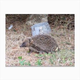 Hedgehog in Garden Britain UK Canvas Print