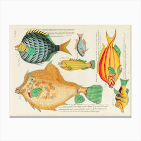 Colourful And Surreal Illustrations Of Fishes Found In Moluccas (Indonesia) And The East Indies By Louis Renard(92) Canvas Print