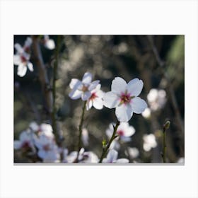 White almond blossoms in a rural area Canvas Print