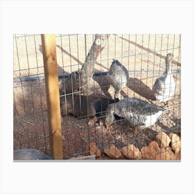 Geese In A Pen 1 Canvas Print