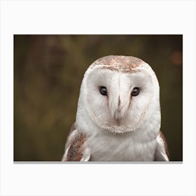 Barn Owl Scenery Canvas Print