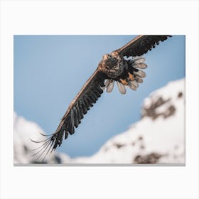 Sea Eagle Soaring Canvas Print