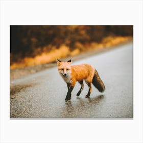 Traveling Red Fox Canvas Print
