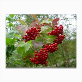 Red Berries 1 Canvas Print