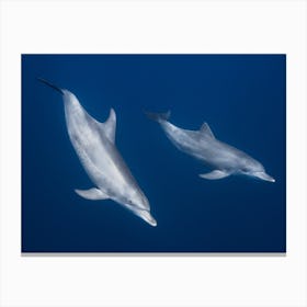 Bottlenose Dolphins Canvas Print