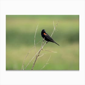 Redwinged Blackbird On Green Background Canvas Print