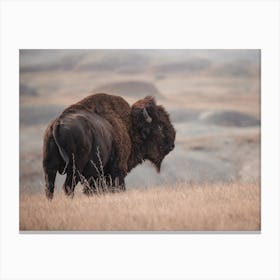 Open Range Bison Scenery Canvas Print