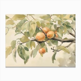 Pear Tree Canvas Print