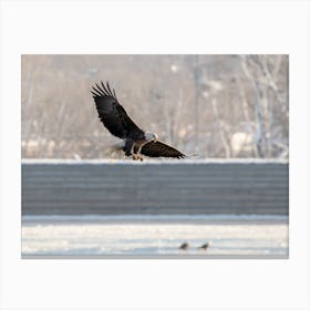 Bald Eagle Hunting On The Mississippi Canvas Print