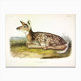 American Deer , John James Audubon Canvas Print