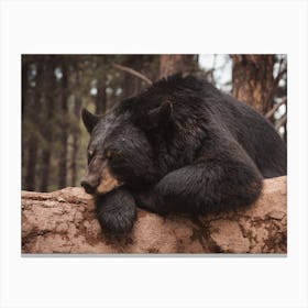 Sleeping Bear Canvas Print