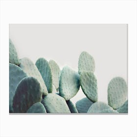 Opuntia Cactus Canvas Print