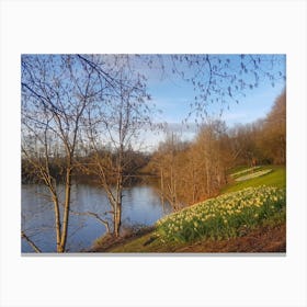 Daffodils By The River Canvas Print