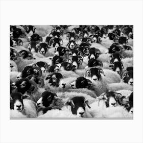 Black And White Herd Of Sheep Canvas Print