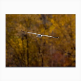 Seagull Flying In The Autumn Forest Canvas Print